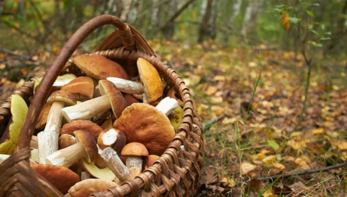 Быйыл Башҡортостанда 20 кеше бәшмәк ашап ағыуланған