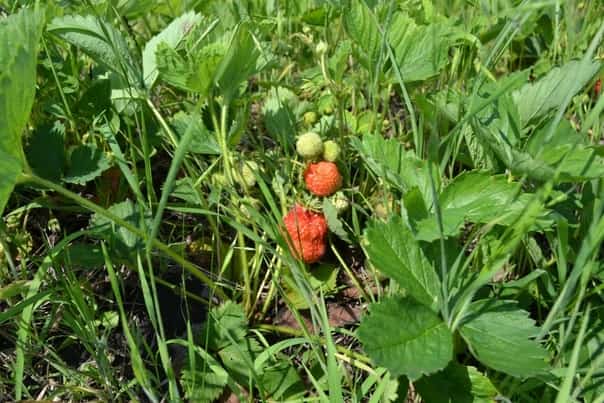 Шишмә районындағы емеш-еләк питомнигы баҡсасылыҡ үҫеше өсөн 2 миллиард һум ярҙам ала