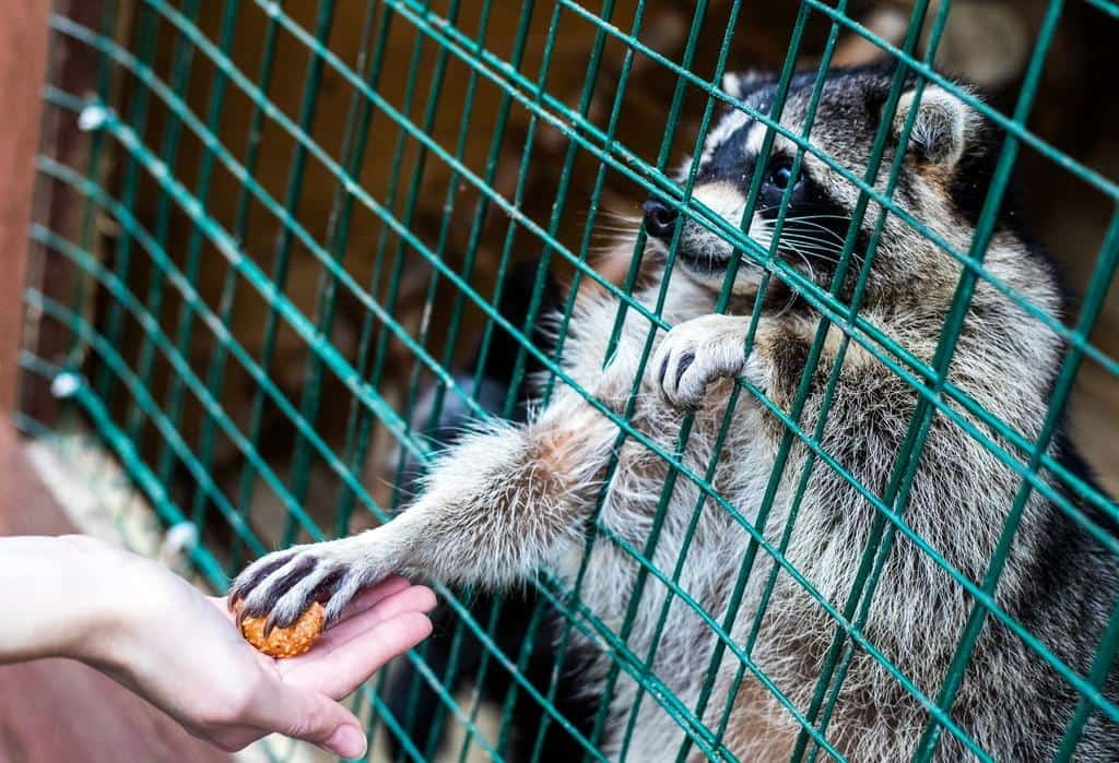 Дәүләт Йыйылышы-Ҡоролтай депутаттары күсмә зоопарктар һәм дельфинарийҙарҙы федераль кимәлдә тыйырға ниәтләй