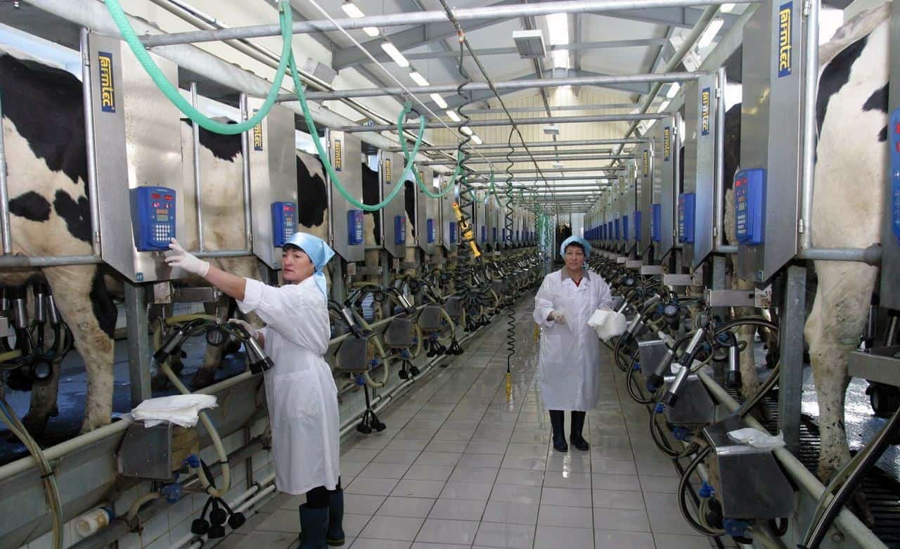 Башҡортостан хужалыҡтарында һөт етештереү артҡан