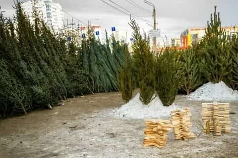 Башҡортостан шыршылары башҡа төбәктәргә һатыла