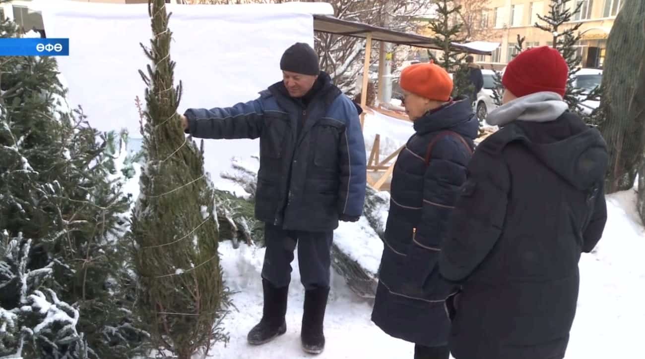 Өфөлә ылыҫлы ағастар менән сауҙа итеү 43 майҙансыҡта ойошторола