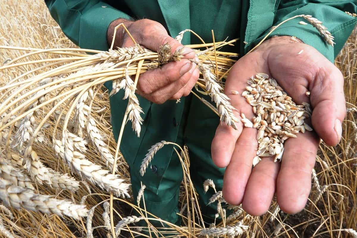 Башҡортостанда ауыл хужалығы һәм емеш культураларының яңы сорттары уңышлы һынау үтте