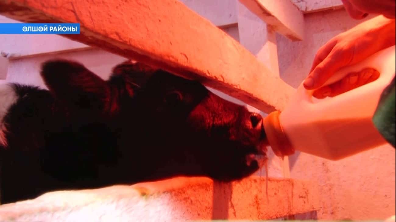 Фото №1 - Быйыл Әлшәй районы фермерҙары 40 миллион һумлыҡ грант ота