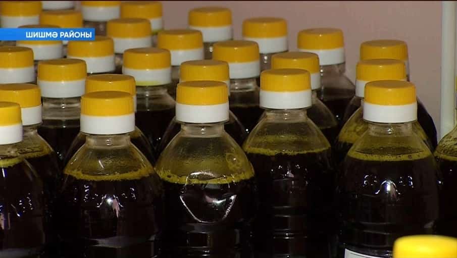 Шишмә май һығыу заводы күпләп рапс орлоғон эшкәртеүгә тотондо