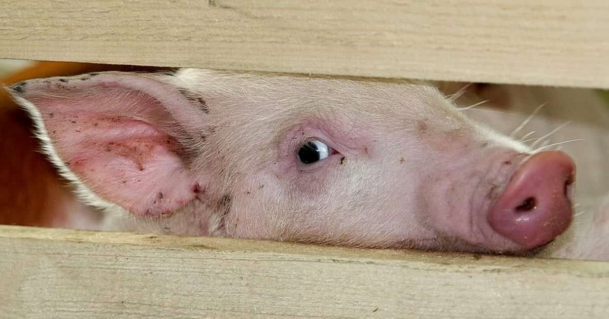 Өфө магазиндарының береһендә суска тағуны менән зарарланған  бауыр паштеты табылған
