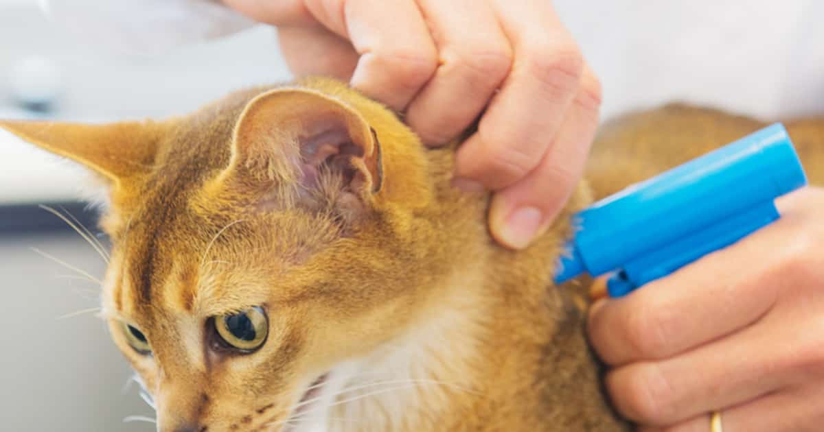 Башҡортостан ветеринар хеҙмәте акция иғлан итте