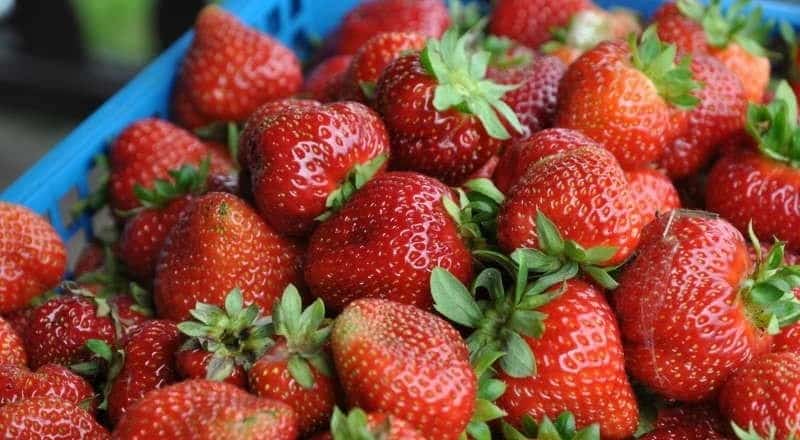Республикала күпләп баҡса еләген үҫтереү һәм эшкәртеү планлаштырыла