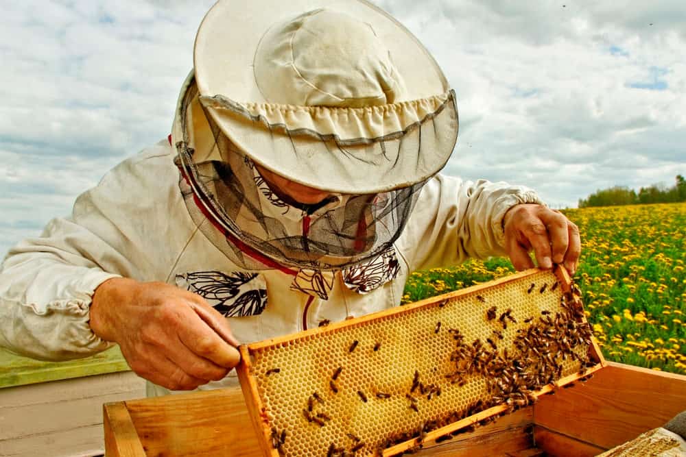 Франция инвесторҙары республикабыҙҙа умартасылыҡ өлкәһендә ҙур проект тәҡдим итә
