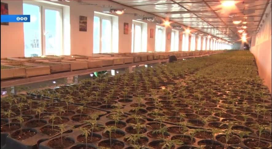 Баш ҡаланы йәшелләндереү хужалығында быйыл 260 мең төп бер йыллыҡ сәскәләр үҫтерелә