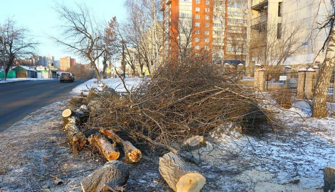 Баш ҡалала ағастарҙы матурлайҙар