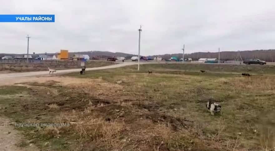 Учалы районында 4 йәшлек баланы берәҙәк эттәр өҙгөләп үлтергән...