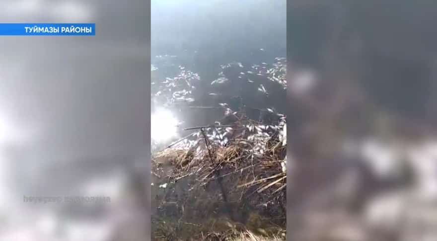 Туймазы районындағы Өсән йылғаһында балыҡ ҡырылыу сәбәптәре асыҡланды