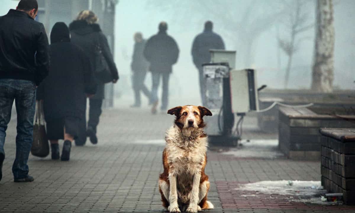 Дәүләт Думаһына йорт хайуандарын, бигерәк тә эттәрҙе мотлаҡ теркәү тураһында ҡанун тәҡдим ителә