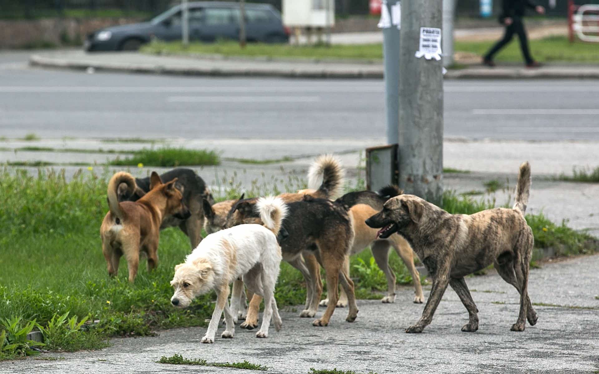 Бөгөн Республика Йәмәғәт палатаһы берәҙәк эттәр мәсьәләһенә арналған түңәрәк өҫтәл уҙғарҙы