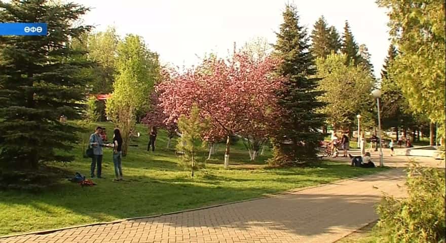 Өфөлә «башҡорт сакураһы» сәскә атҡан