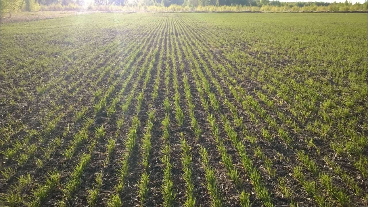 Баҫыуҙарҙа дым етмәү бөртөклө культуралар уңышына зыян килтереүе мөмкин