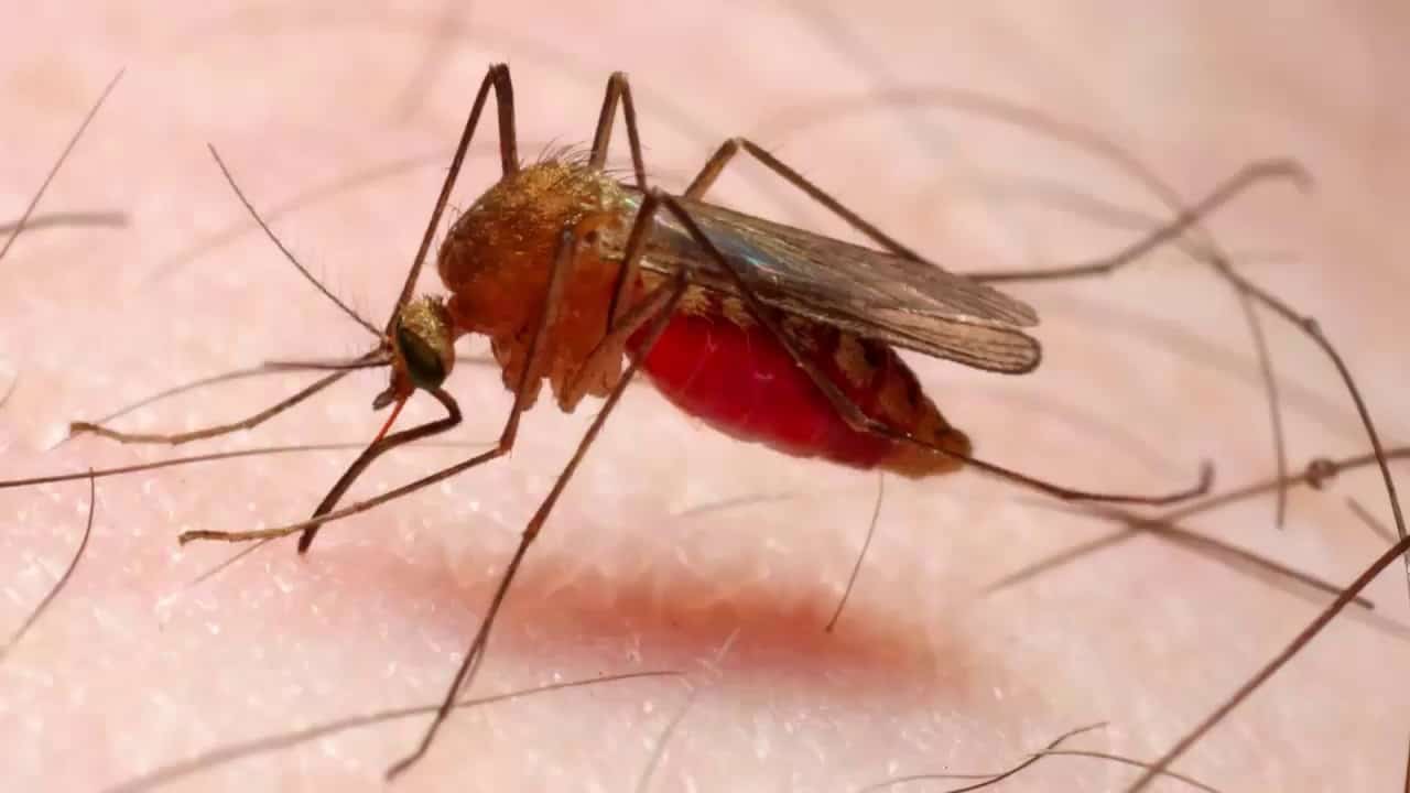 Республикала сит илдән ҡайтҡан ирҙә малярия ауырыуы асыҡланған