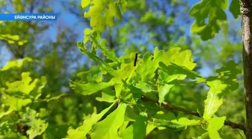 Күбәләккә ҡаршы еңел авиация ярҙамға килә