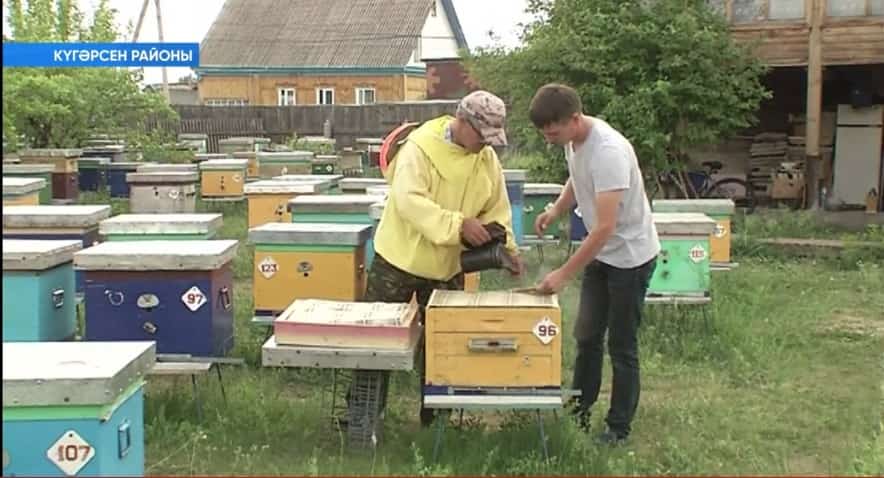Күгәрсен районында бал ҡорттары ҡырыла