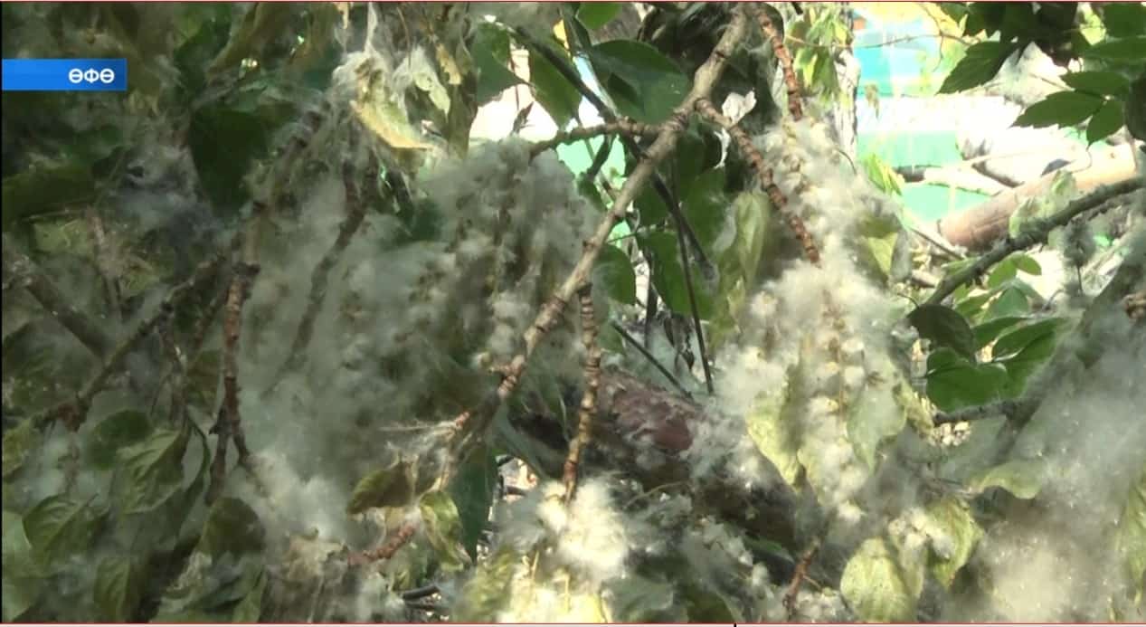 Һаҡ булығыҙ, етди хәүеф –  тирәк мамығы!