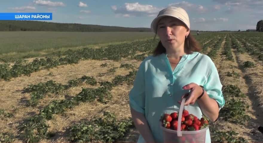 Республика хужалыҡтарында еләк йыйыу миҙгеле башланды