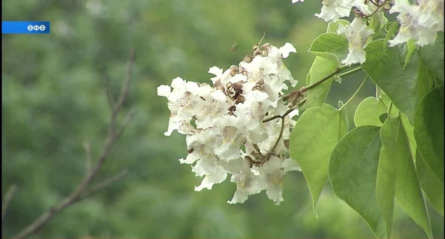 Өфө ботаника баҡсаһында йылы яҡтарҙа үҫә торған декоратив ағас – катальпа сәскә атҡан