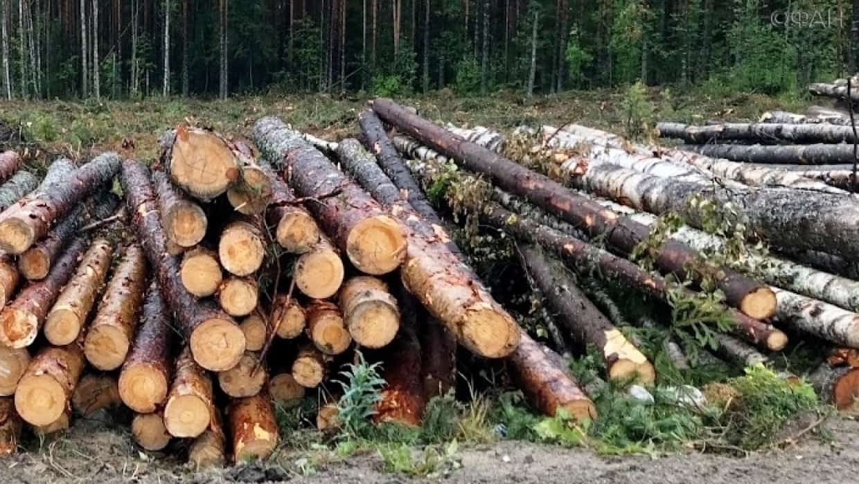 Йылайырҙа “ҡара урмансылар” бандаһы асыҡланды