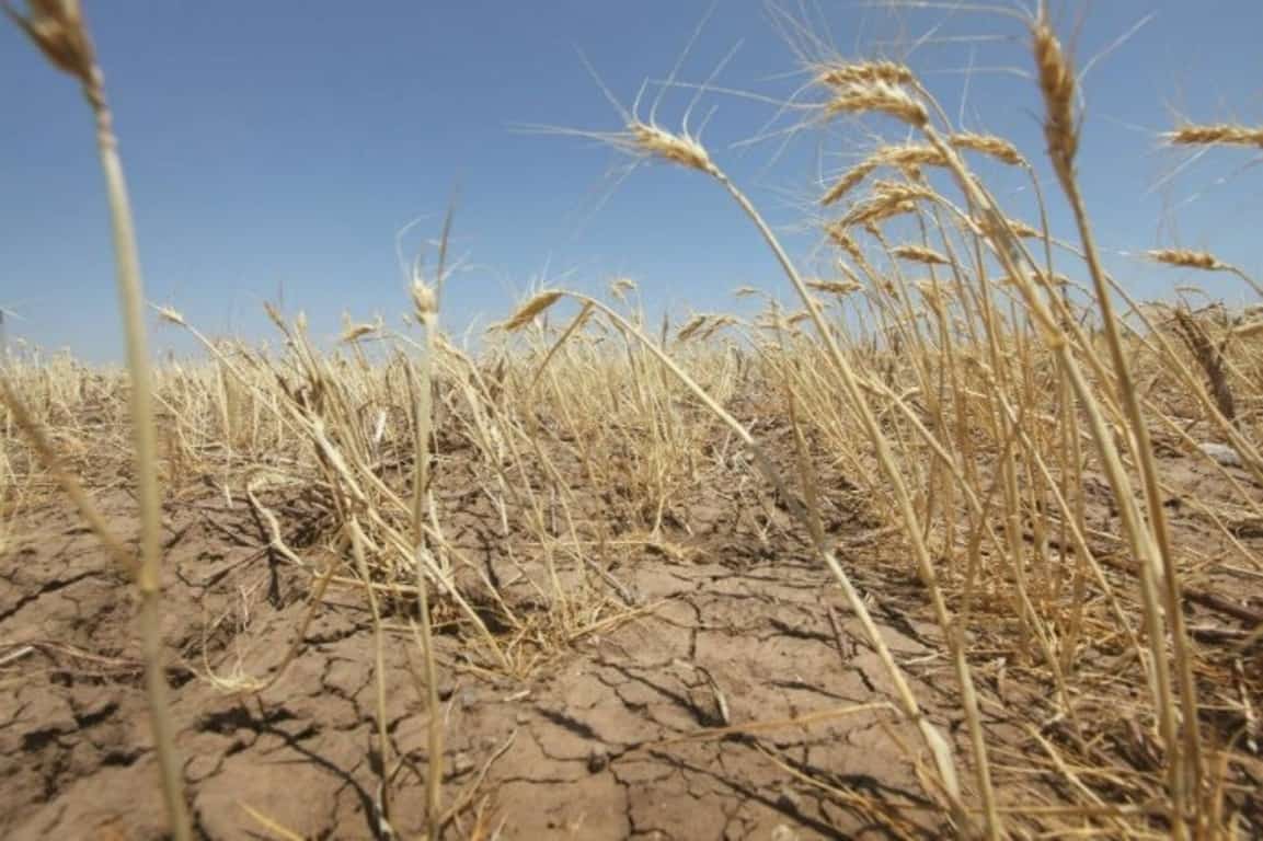 Быйыл республика баҫыуҙарында ҡоролоҡтан сәсеүлектәрҙең байтаҡ өлөшө зыян күрҙе