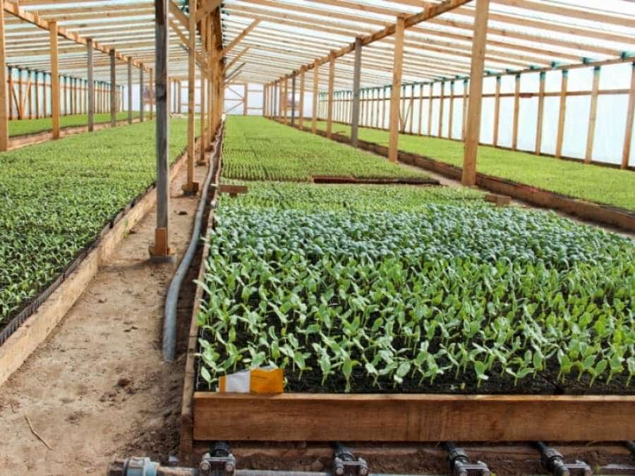 Республикала агропарк барлыҡҡа килә
