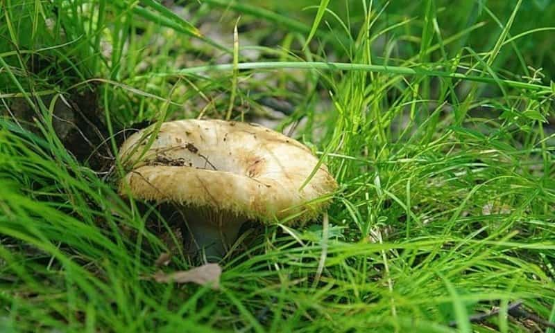 Һуңғы ярты йылда республикала бәшмәктән ағыуланыуҙың 7 осрағы теркәлгән