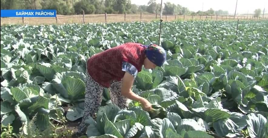 Баймаҡ районының Әбделкәрим ауылы фермеры йыл ҡоро килеүгә ҡарамаҫтан, уңышҡа өлгәшә