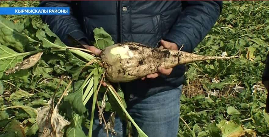Башҡортостан аграрийҙары шәкәр сөгөлдөрө сығара башланы
