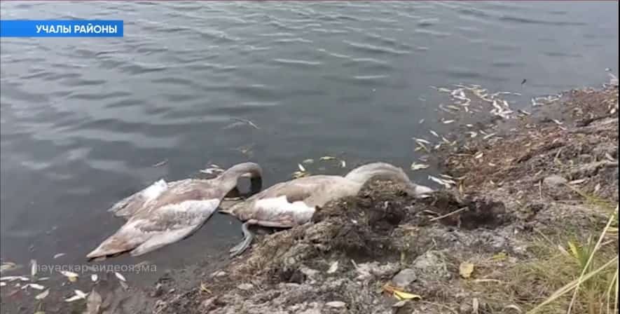 Учалы районы Сораман ауылында билдәһеҙ кешеләр аҡҡоштарҙы атып үлтергән
