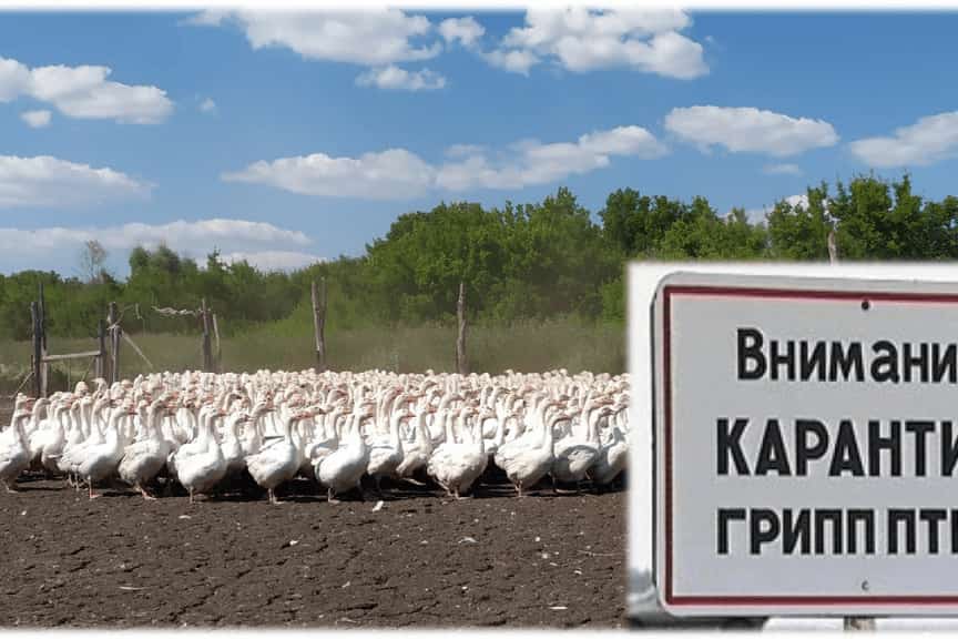 Башҡортостанда ҡош киҙеүенең беренсе осрағы теркәлгән