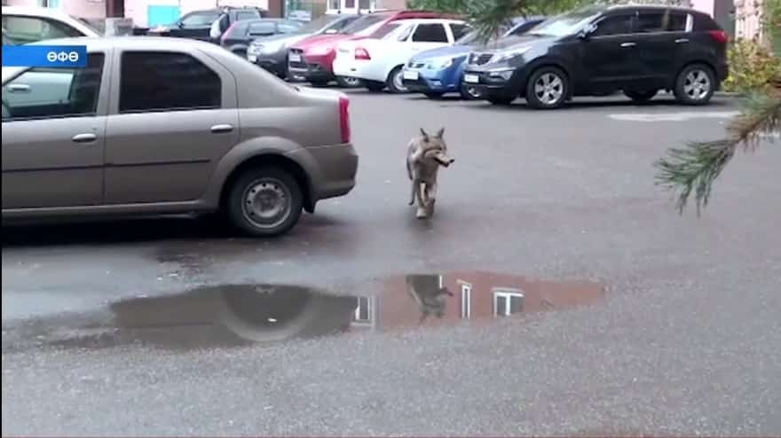 Баш ҡала урамдарында бүре аҙашҡан
