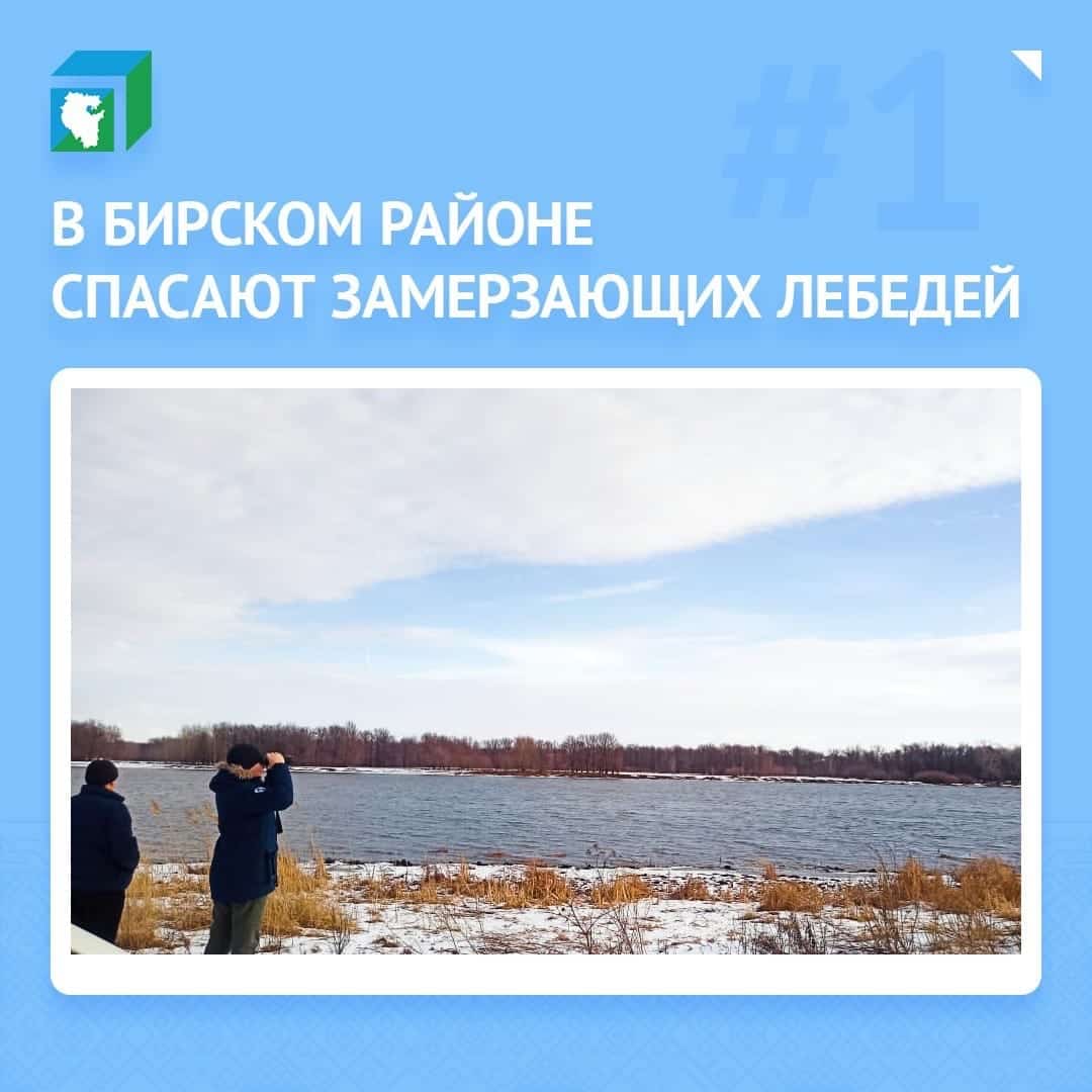 Аҡҡоштар ярҙамһыҙ ҡалмаясаҡ. Бөрөлә һыу ҡоштарын ҡотҡаралар