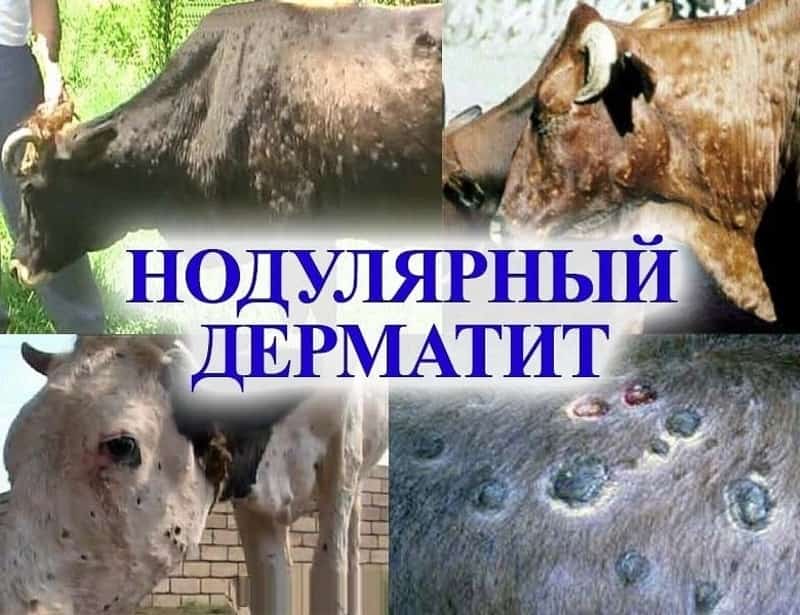 Баймаҡ районы 1-се Төркмән ауылында мал ауырыуына бәйле карантин иғлан ителде