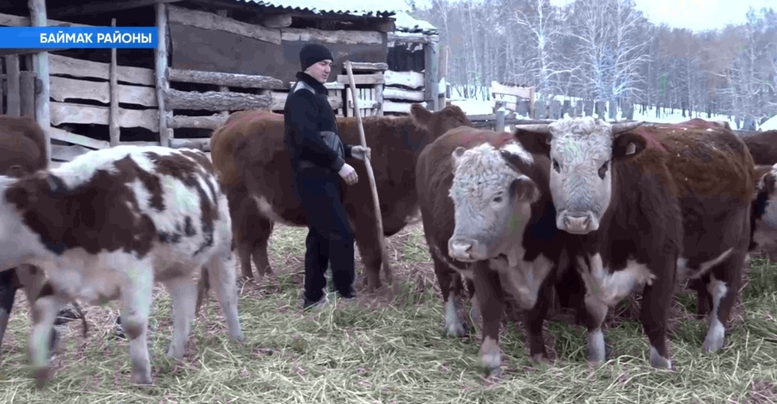 Баймаҡ районында малсылыҡ, баҫыусылыҡ менән шөғөлләнгән крәҫтиән-фермер хужалыҡтары арта