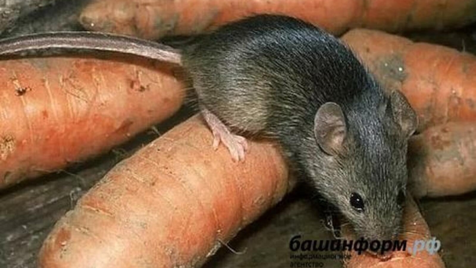 Өфөлә геморрагик биҙгәк йоҡтороу осраҡтары артҡан