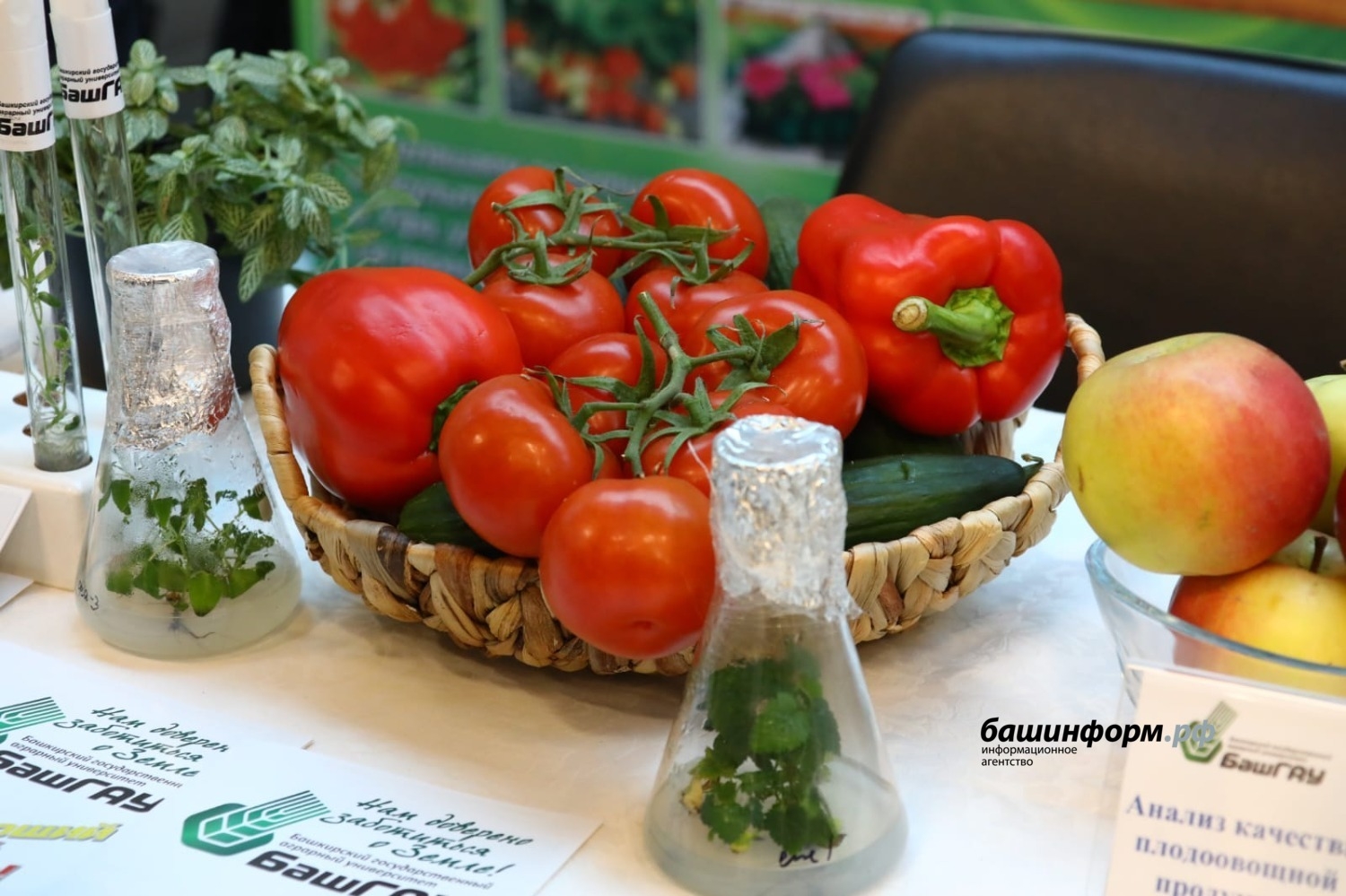 Өфөлә республика баҡсасылар форумы дауам итә