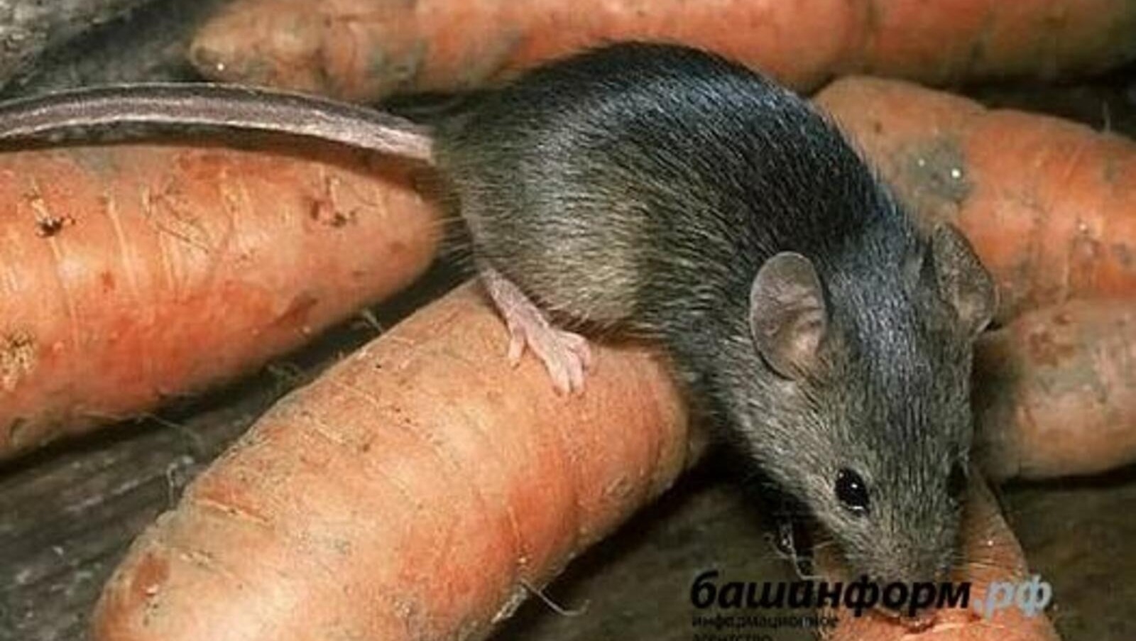 Өфө биләмәләрен сысҡан һәм талпандан эшкәртеүгә әҙерлек башланды