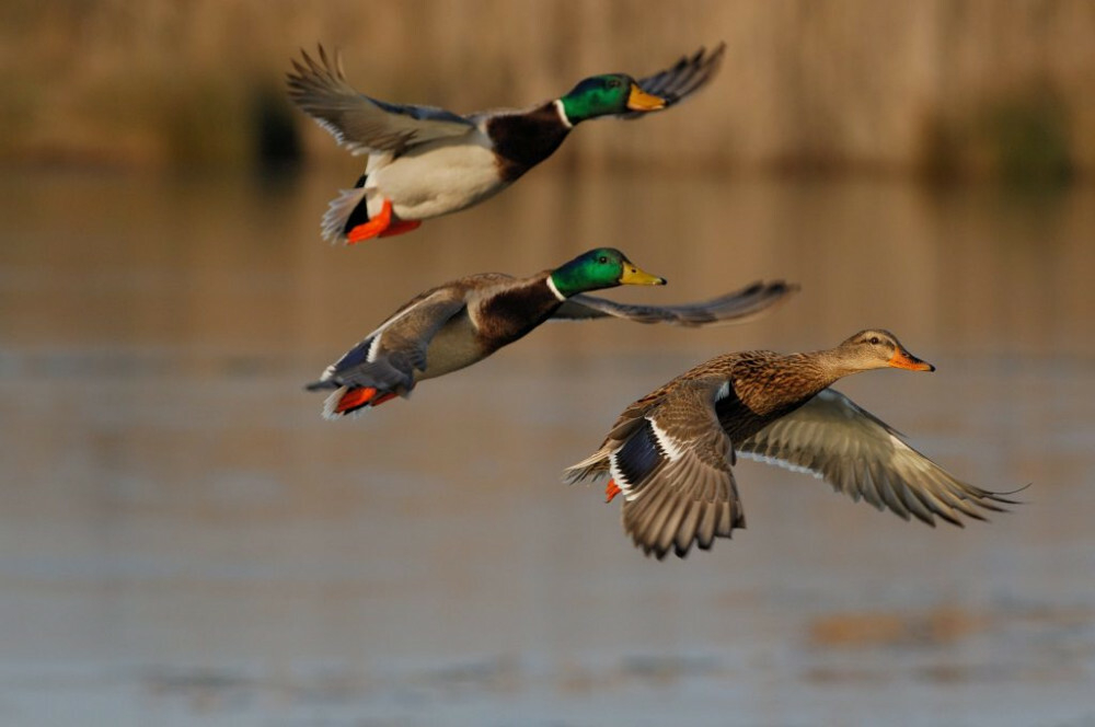 Бөгөн Башҡортостанда  һыу ҡоштарына яҙғы һунар башлана