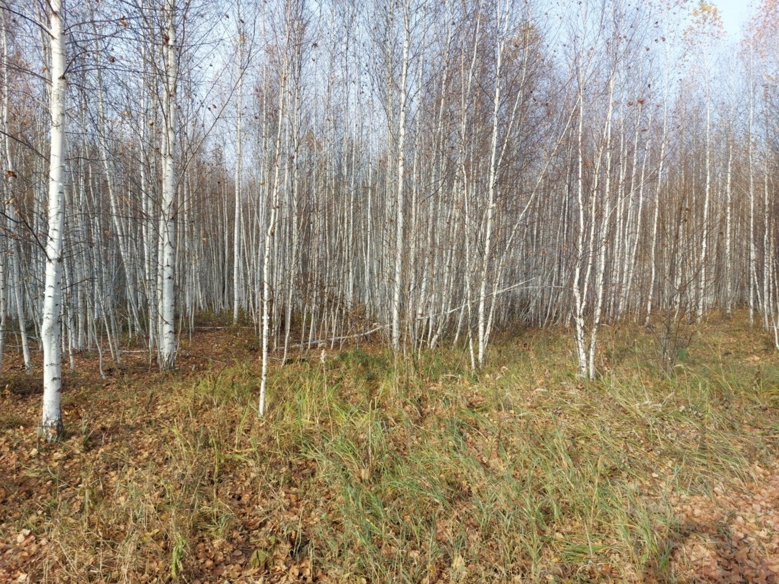 Башҡортостанда буш ятҡан баҫыуҙар тартып алына