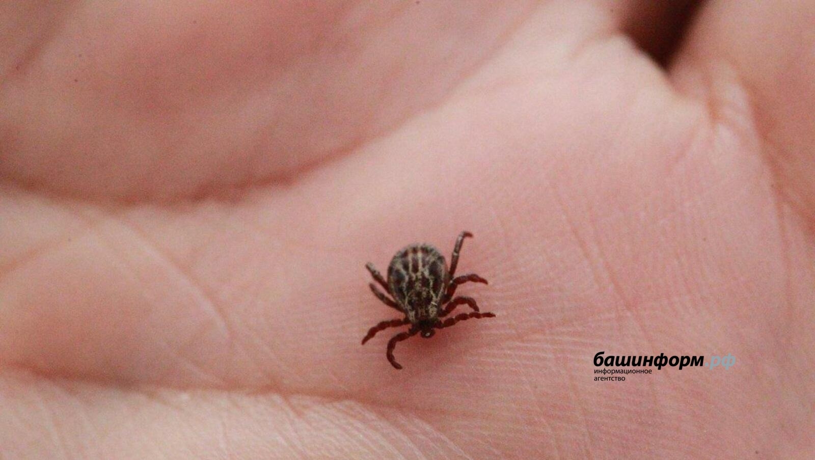 Рәсәйҙә талпан энцефалиты менән зарарланыуҙың тәүге осраҡтары бар