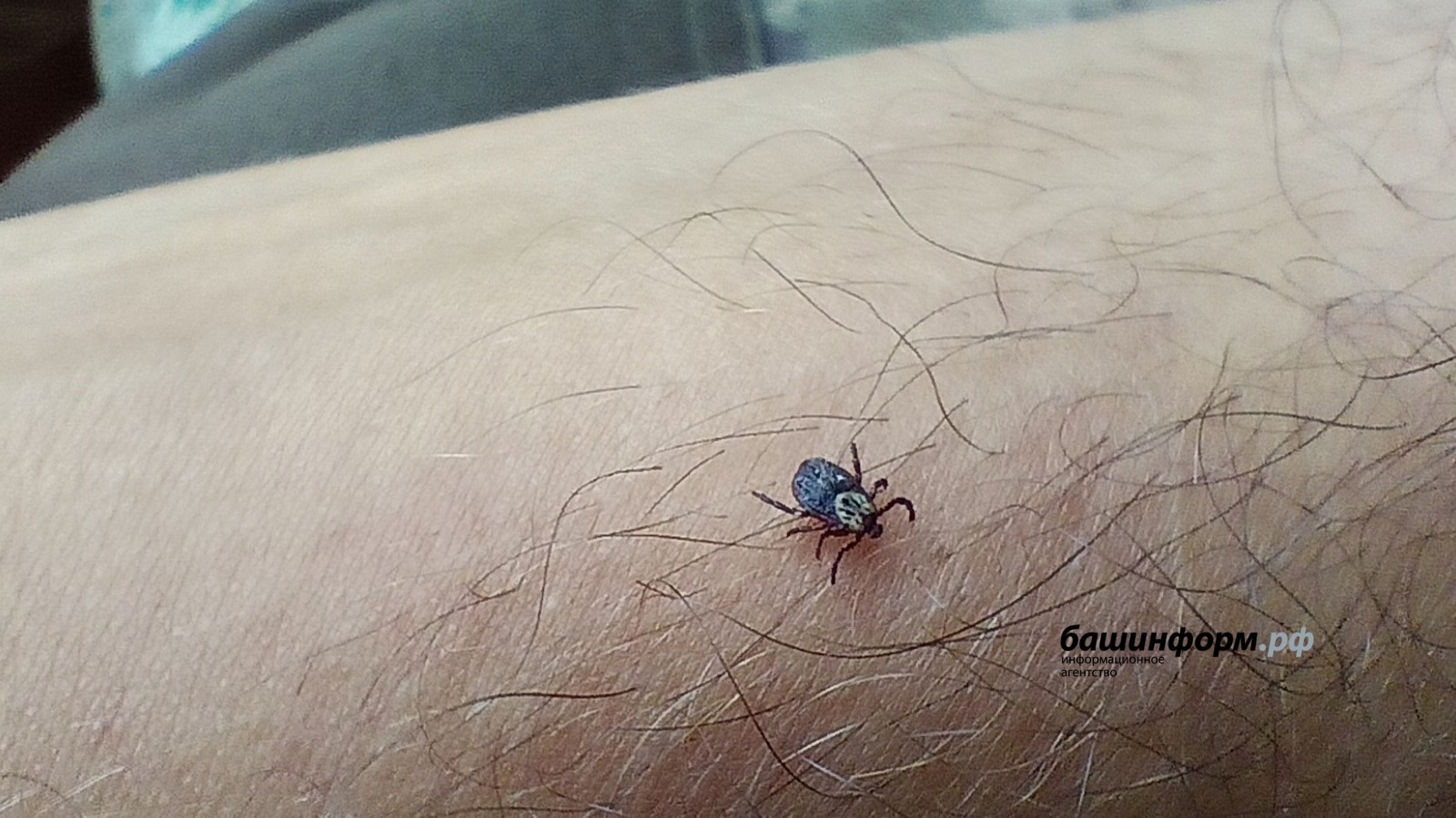 Башҡортостанда талпандан зыян күреүселәр арта