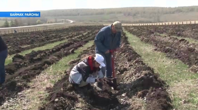 Баймаҡ районы Икенсе Этҡол ауылы «Хәтер баҡсаһы» халыҡ-ара акцияһына ҡушылды