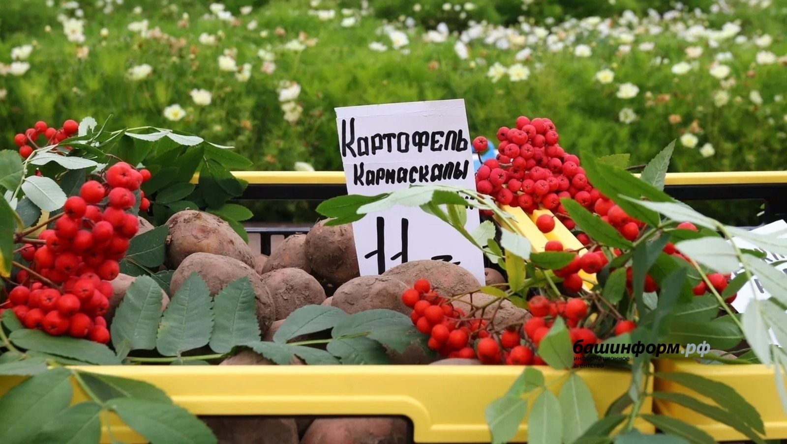 Башҡортостанда баҡсасыларға дәүләт ярҙамы саралары арта