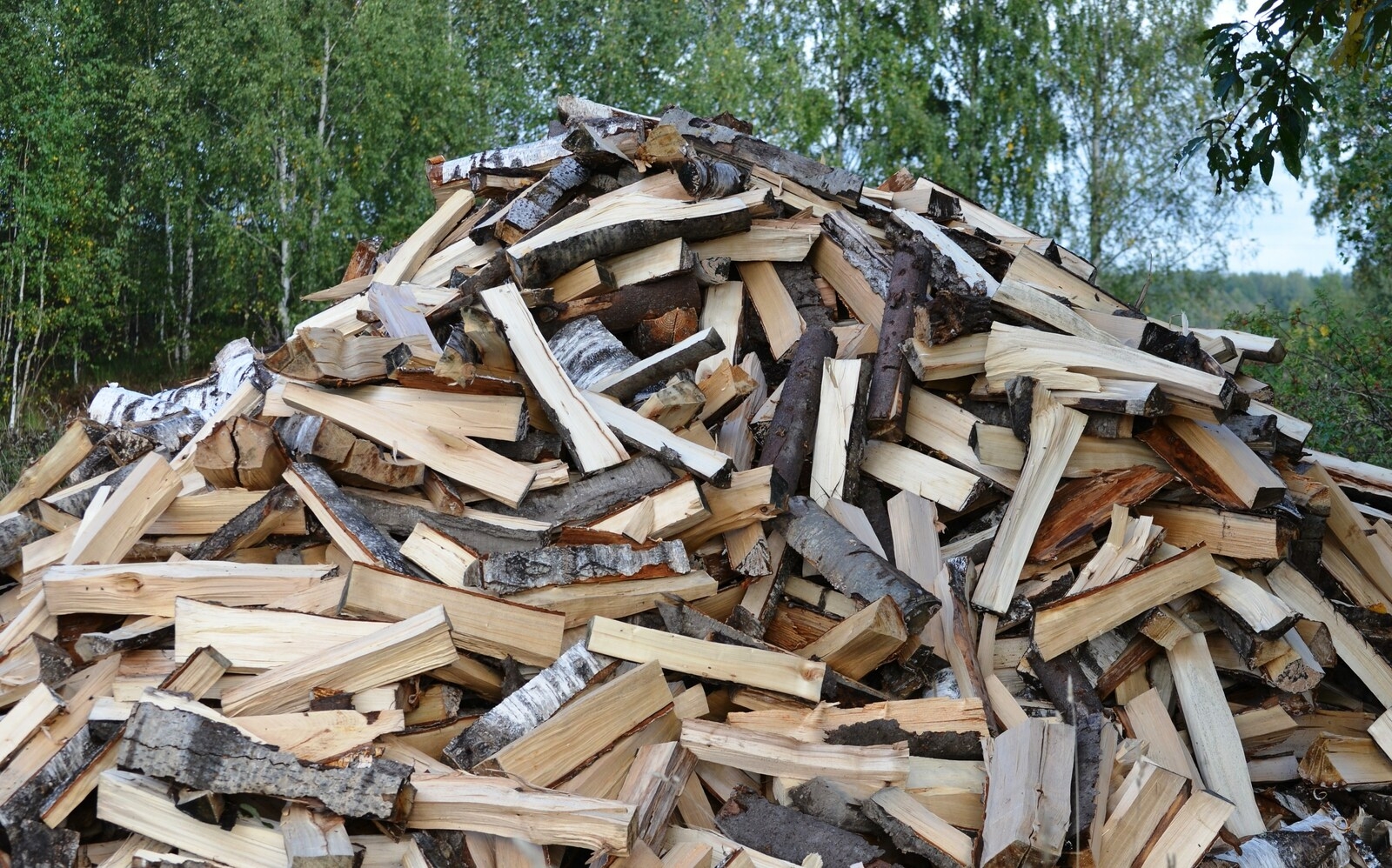 Махсус хәрби операцияла ҡатнашыусыларҙың ғаиләләренә ағас әҙерләүҙә өҫтөнлөклө хоҡуҡ бирелә