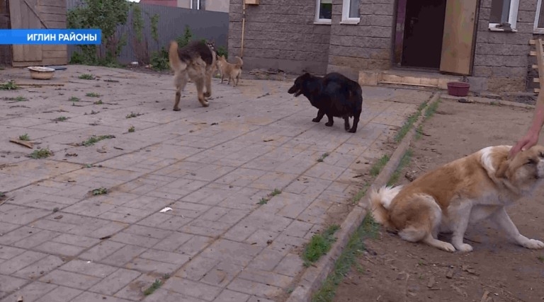 Иглин ауылында йәшәүселәр күршеләрендә эт көтөүе йәшәүенә зарлана